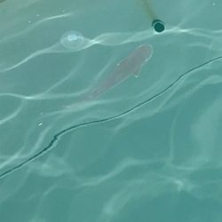 メバルを求めて③