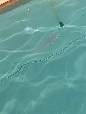 メバルを求めて③