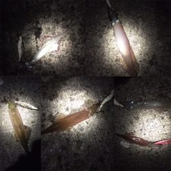 ササイカエギング