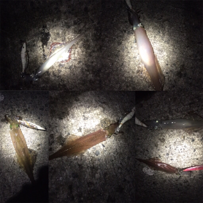 ササイカエギング