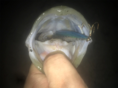 ドブ川ランカーシーバス!