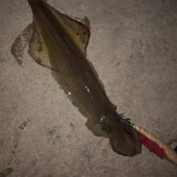 ヤリイカ釣り
