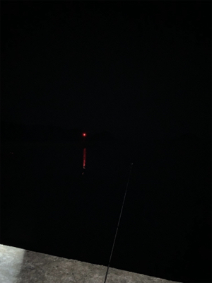 ヤリイカ釣果！