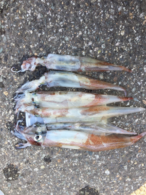 朝方のヤリイカ