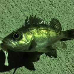 小雨メバリング