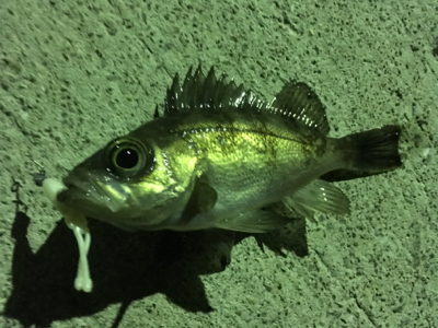 小雨メバリング