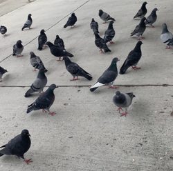 止水！ミラーシーバス！！