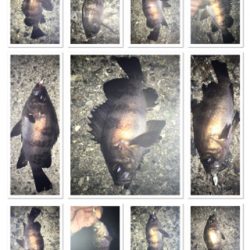 貝塚メバリング