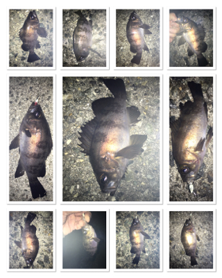 貝塚メバリング