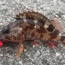 3月のドラゴン!