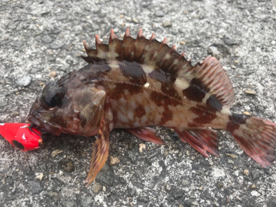 3月のドラゴン!