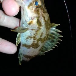 ナイトメバリング