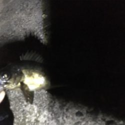 深夜ライトゲーム