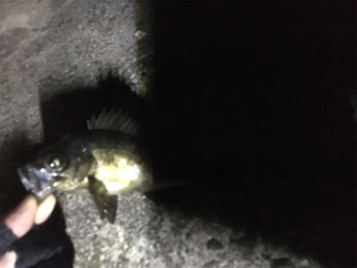 深夜ライトゲーム