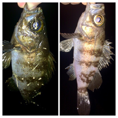 メバリンガー1900〜1940