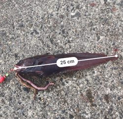 ドンコマンションにまさかの客人