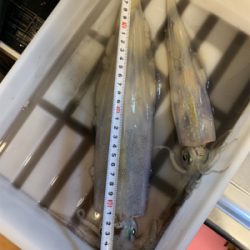 ヤリイカ釣果！