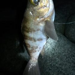 ナイトメバリング