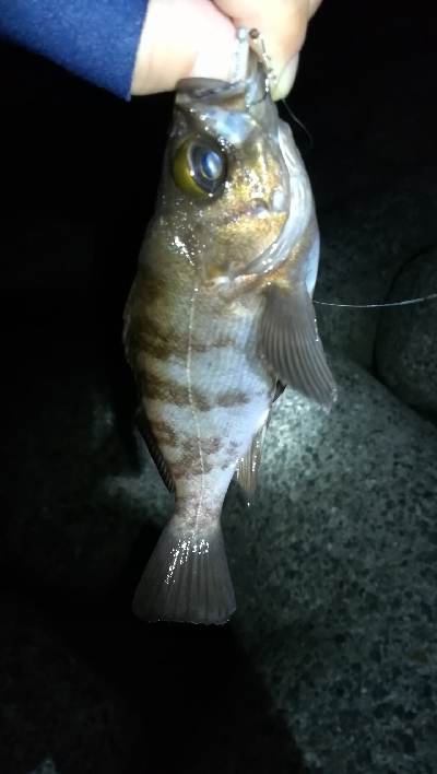 ナイトメバリング