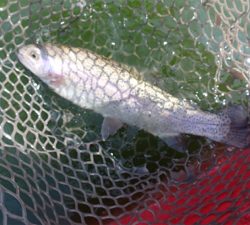 エリアトラウト