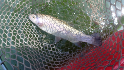 エリアトラウト