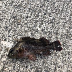 朝まずめのロックフィッシュ