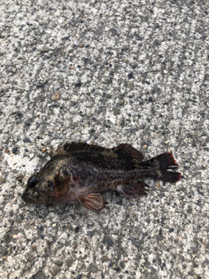 朝まずめのロックフィッシュ