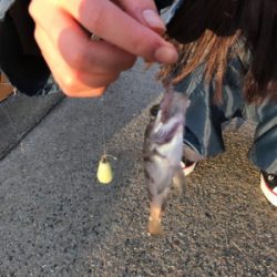 ムシングでまさかの‥