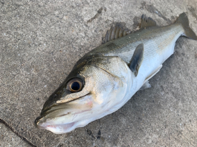 大潮３日目活性高し！？