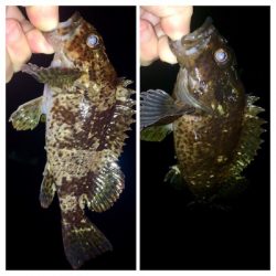 メバリング1825〜1915