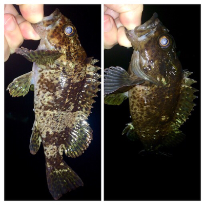 メバリング1825〜1915