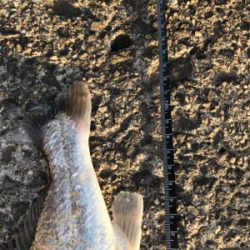 初シロクチ！連敗ストップ！