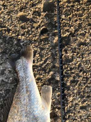 初シロクチ！連敗ストップ！