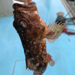 メバリングin御所浦