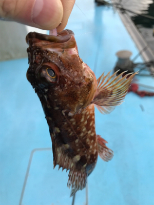 メバリングin御所浦