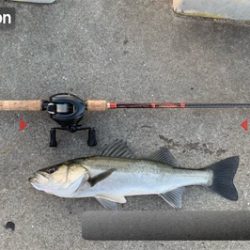 献上！抜き上げシーバス♫