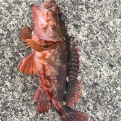 根魚
