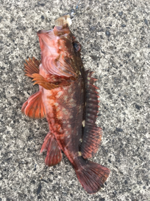 根魚