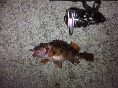 メバリングのはずが