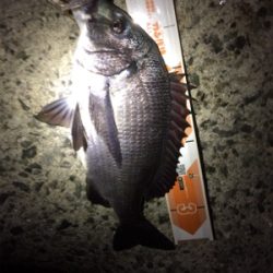 バースデーフィッシュ!(再