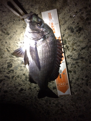 バースデーフィッシュ!(再