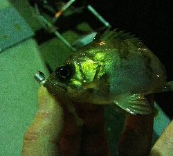 2019年3月9日釣行in船越漁港&姪浜漁港