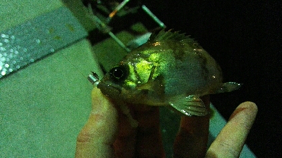 2019年3月9日釣行in船越漁港&姪浜漁港