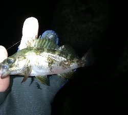 ナイトメバリング