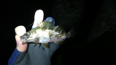 ナイトメバリング