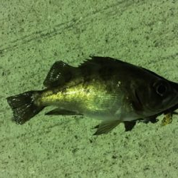 マイクロメバリング