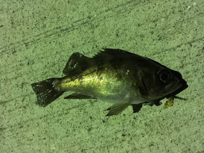 マイクロメバリング