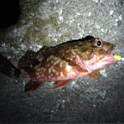 ガッシー君高活性