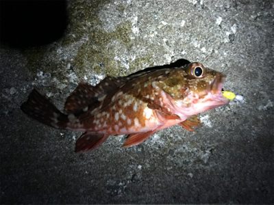 ガッシー君高活性