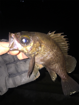 ナイトメバリング